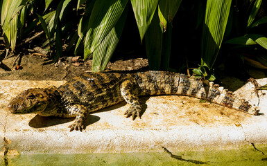 Jacaré do Pantanal Brasileiro em exposição no Zoológico Municipal de São Paulo, Brasil.