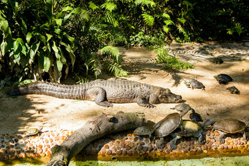 Jacaré cagados do Pantanal Brasileiro em exposição no Zoológico Municipal de São Paulo, Brasil. 
