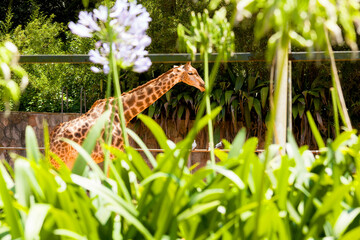Girafa no Jardim Zoológico de São Paulo, Brasil.