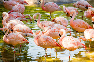 Flamingos no Zoológico de São Paulo, Brasil. 