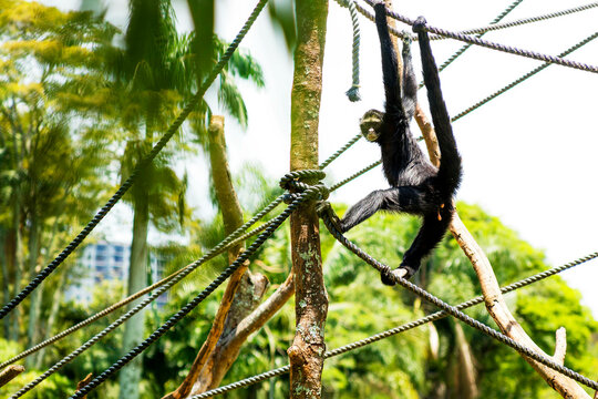 Macaco de rabo grande no Zool&oacute;gico Municipal de S&atilde;o Paulo.