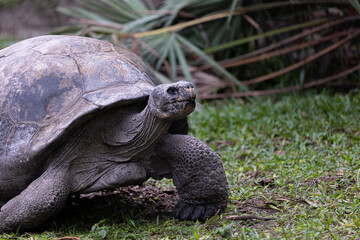 Fototapeta premium Tortuga en Miami Zoo