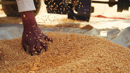 Wheat seeds falling from tractor machine on the ground. Heap of wheat grains close up shot in field.