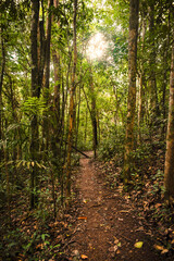 Sunlight falling on green Indian forest with tall trees and walkway,