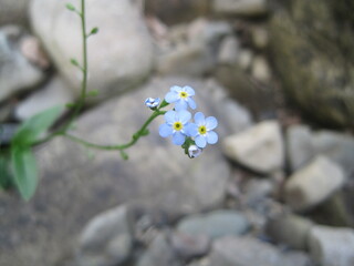 blue wildflower