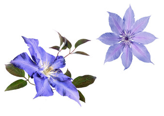 Blue clematis with leaves on a transparent background