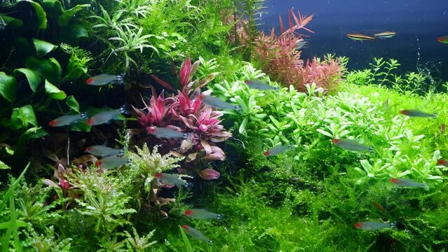 shoal of rummy-nose tetra swim in ryoboku Amano style aquascape, lush vegetation plants produce oxygen bubbles, bright LED light, professional aquarium care secrets, understanding nature ecosystem