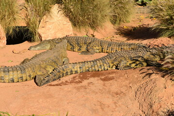 Agadir,Morocco,Africa, Nile Crocodile basking in the sun.