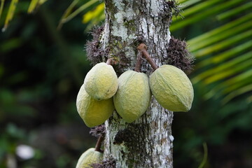 Theobroma is a genus of flowering plants in the mallow family, Malvaceae,Theobroma speciosum, Willd...