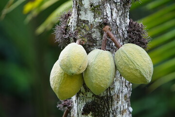 Theobroma is a genus of flowering plants in the mallow family, Malvaceae,Theobroma speciosum, Willd...