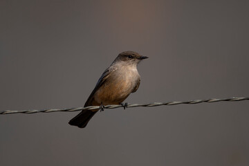 Say's Phoebe
