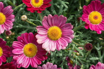 margherite rosa, su sfondo di foglie verdi