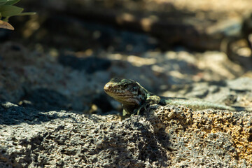 Lézards
