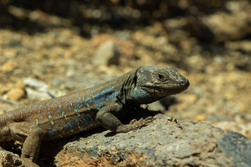 Lézards