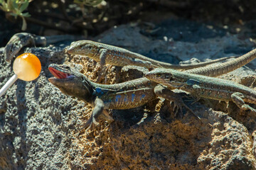 lézard