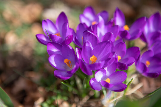 Macro first crocus saffron flower
