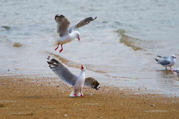 The Red-billed-gull (Chroicocephalus novaehollandiae scopulinus)