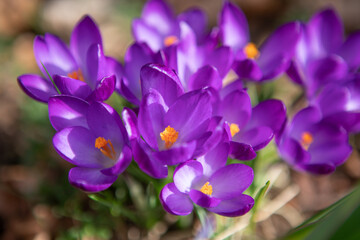 Macro first crocus saffron flower