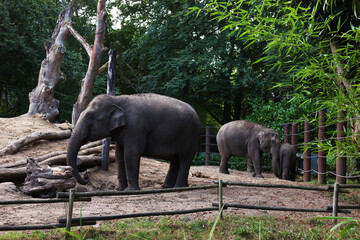 Group of adorable elephants walking in zoological garden