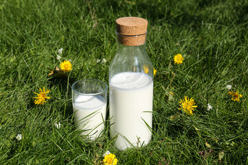 Glass and bottle of fresh milk on green grass outdoors