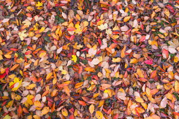 Fallen leaves are covered on a ground  in Burgenland