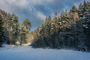 A snowy glade in the middle of a winter forest - Pomerania, Poland