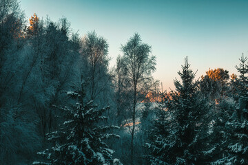 Morning view of the winter forest