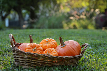 Wicker basket with whole ripe pumpkins on green grass outdoors