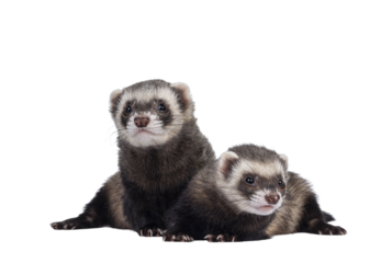 Cute couple of young ferrets sitting and laying down facing front, looking to camera. Isolated on a white background.