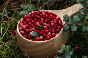 Many tasty ripe lingonberries in wooden cup outdoors, closeup