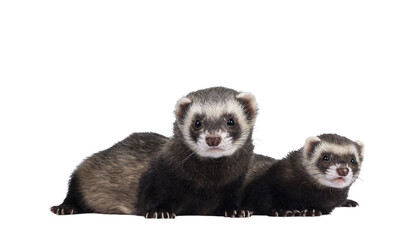 Cute couple of young ferrets  laying down side ways, looking to camera. Isolated on a white background.
