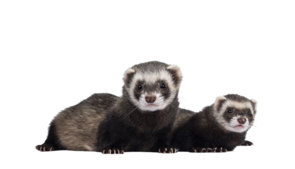 Cute couple of young ferrets laying down side ways, looking to camera. Isolated on a white background.