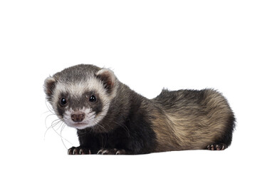 Cute young ferret laying down side ways, looking to camera. Isolated on a white background.