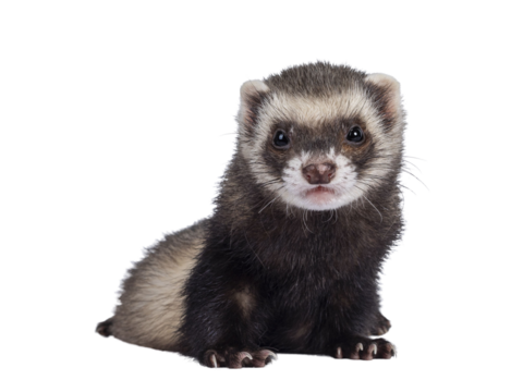 Cute young ferret sitting  facing front, looking to camera. Isolated on a white background.