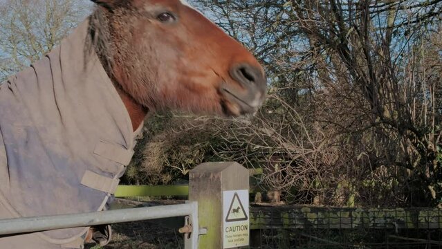 Horse in a field in the English countryside. Filmed in winter.