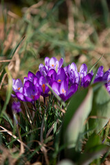 Macro first crocus saffron flower