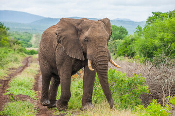 There are many elephants in the Sungulwane Private Game Reserve near the Durban in South Africa.