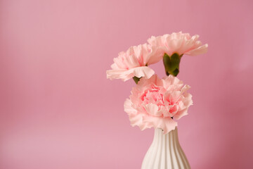 Beautiful pink Carnation flowers on pink background. Closed up pink Carnation flower photo for Mother's day, Women's day and Wedding day design. 