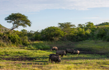 Rhinos occasionally travel in large groups in African wildlife
