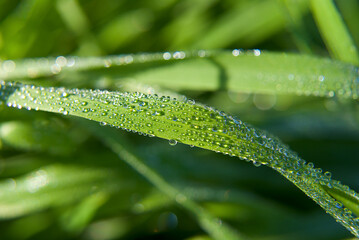 macro photography of water drops on grass
