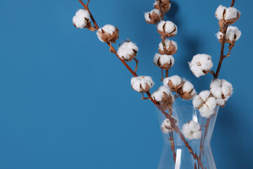 Cotton branches with fluffy flowers in vase on light blue background, closeup. Space for text