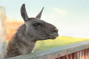 Cute lama in paddock at zoo on sunny day