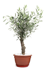 Beautiful young potted olive tree isolated on white