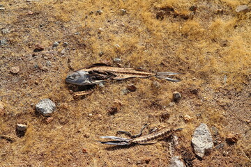 A skeleton of a decomposing dead fish