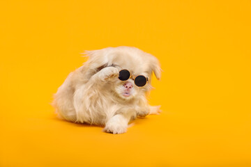 Obraz premium Cute Pekingese dog with sunglasses on yellow background