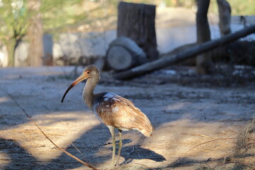 White ibis walking in a public park in La Paz, Mexico