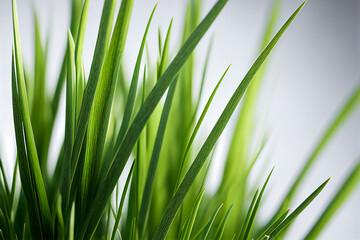 Fototapeta premium Close up macro of grass, isolated on white. Made with Generative AI