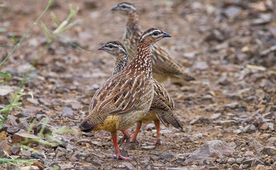 Crested francolin (Dendroperdix sephaena) is a bird species in the Phasianidae family. It is found in many countries on the African continent.