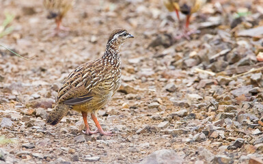 Crested francolin (Dendroperdix sephaena) is a bird species in the Phasianidae family. It is found in many countries on the African continent.