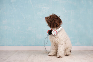Hund mit Kopfhörern